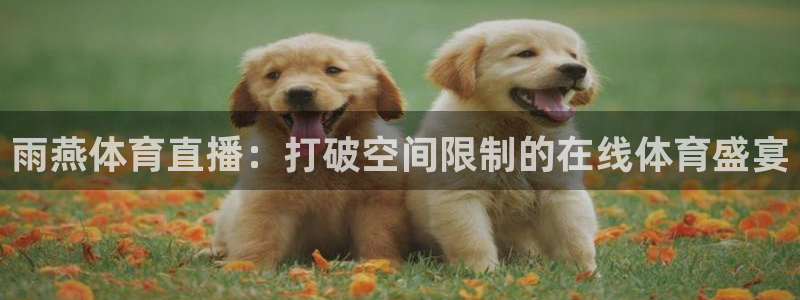 雨燕体育直播：打破空间限制的在线体育盛宴