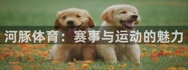 河豚体育：赛事与运动的魅力