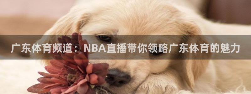 广东体育频道：NBA直播带你领略广东体育的魅力