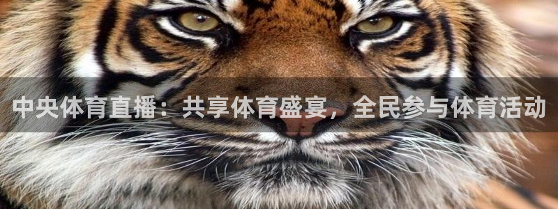 中央体育直播：共享体育盛宴，全民参与体育活动