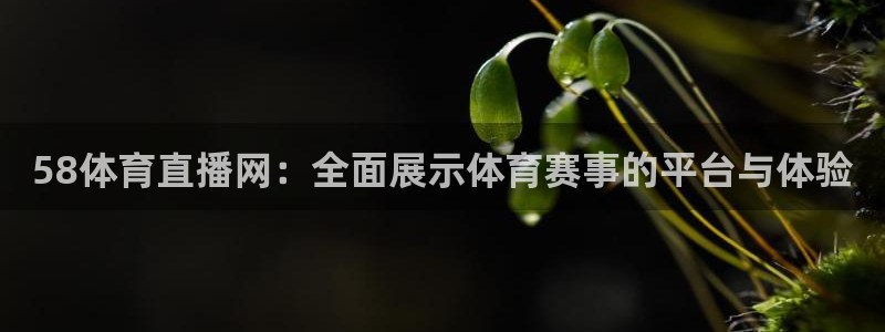 58体育直播网：全面展示体育赛事的平台与体验